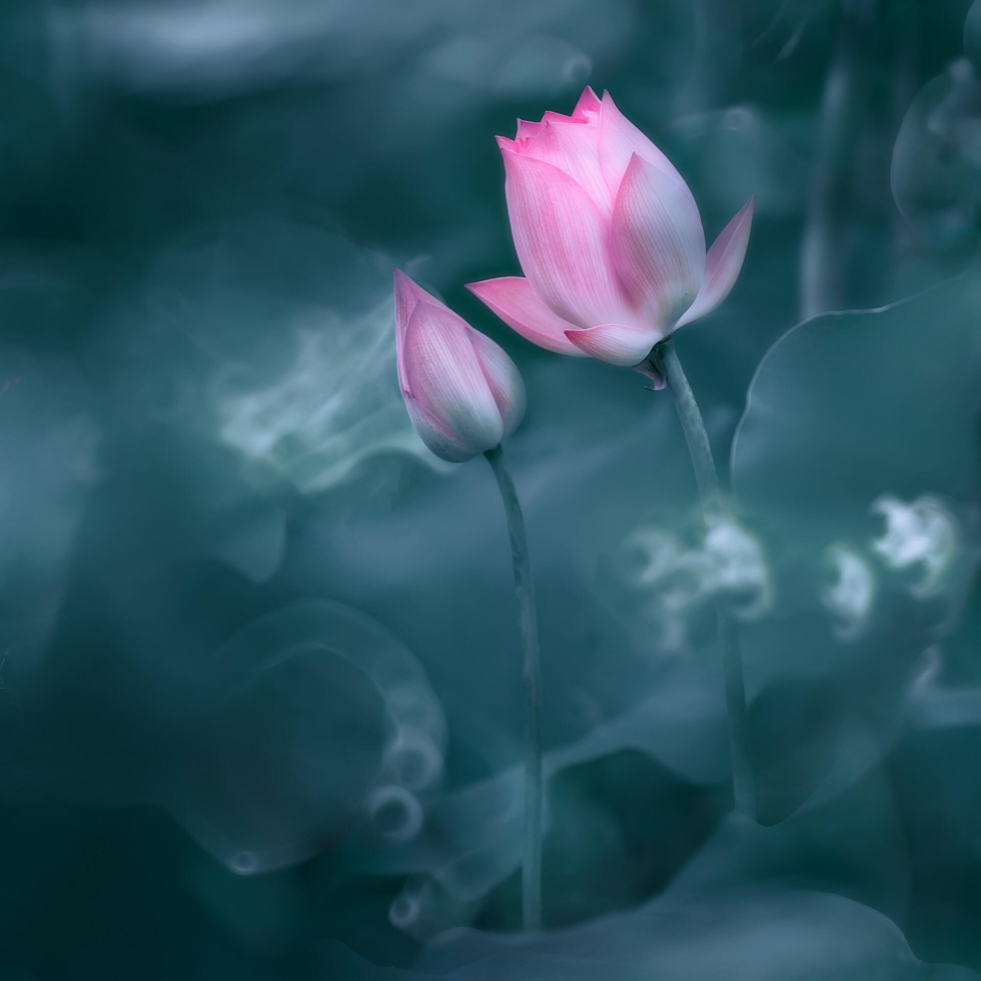 荷塘月色——优秀摄影作品