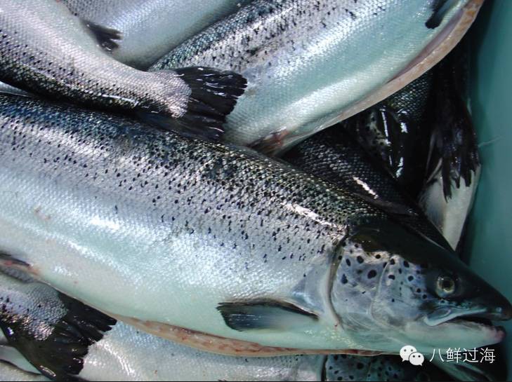 挪威和智利，两个三文鱼大国的迥异命运