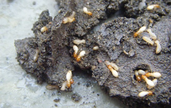 白蟻藥哪個(gè)牌子好？