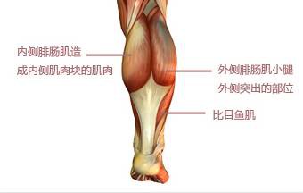 怎么区分自己的小粗腿是脂肪腿还是肌肉腿?