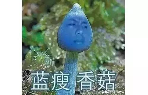 国外奇葩驾考:3次不过竟被拉去测智商-手机新