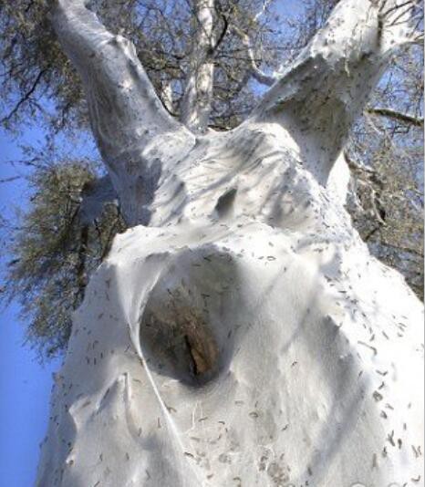 男子为方便随意停车树底，回头取车时只想重新买辆车