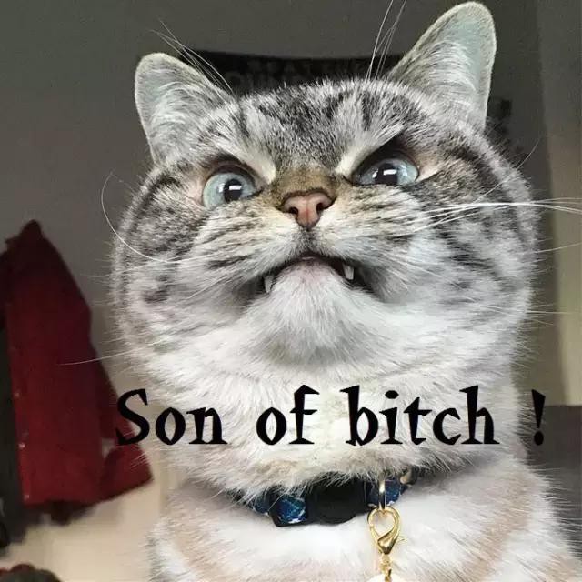 ▼ son of bitch 狗崽子 ▼ you damned bastard 你这个该死的混蛋