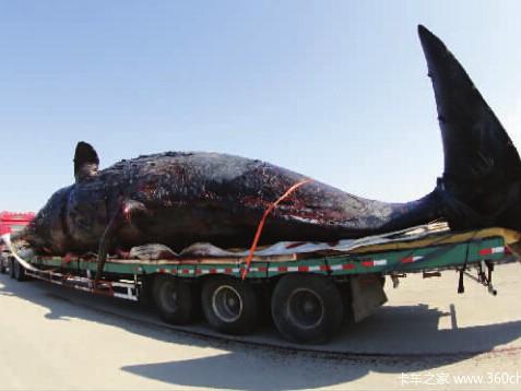 变态柜被割大板逢春 进口车开始甩大板