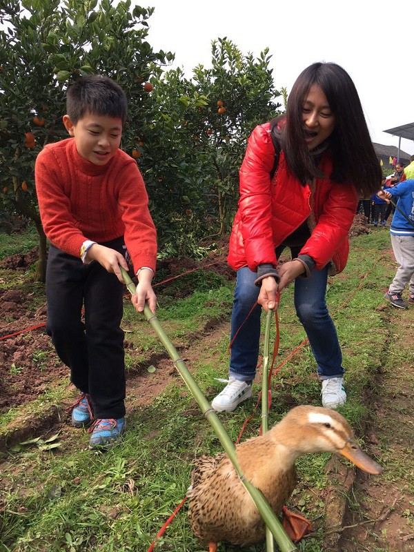 周六去璧山采摘玉血橙赶鸭子玩亲子游戏吃农家