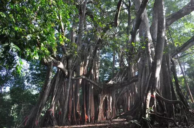 云南究竟拥有什么？ 竟能让王毅部长为之“代言”！