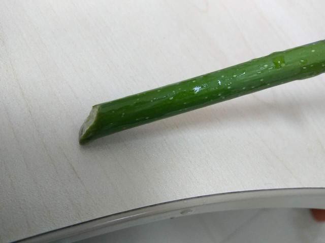 发财树枝条不要丢，水培1个月就生根