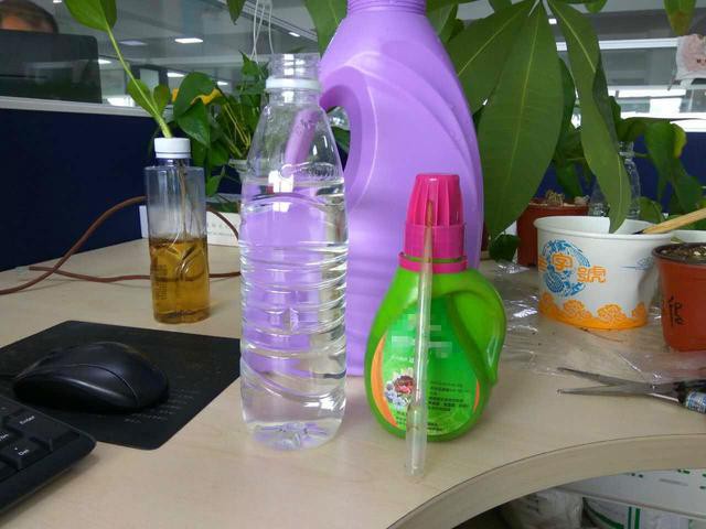 发财树枝条不要丢，水培1个月就生根