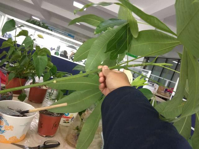 发财树枝条不要丢，水培1个月就生根