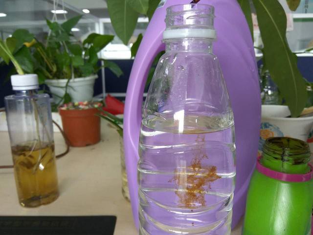 发财树枝条不要丢，水培1个月就生根