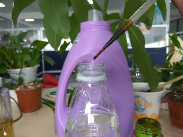 发财树枝条不要丢，水培1个月就生根