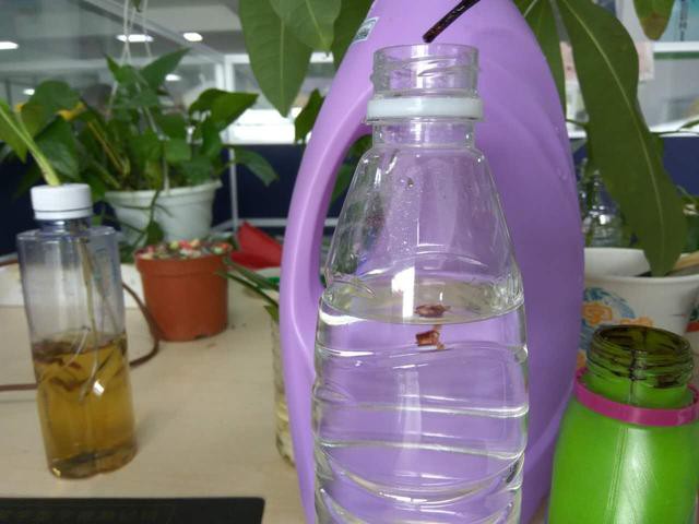 发财树枝条不要丢，水培1个月就生根