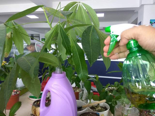 发财树枝条不要丢，水培1个月就生根