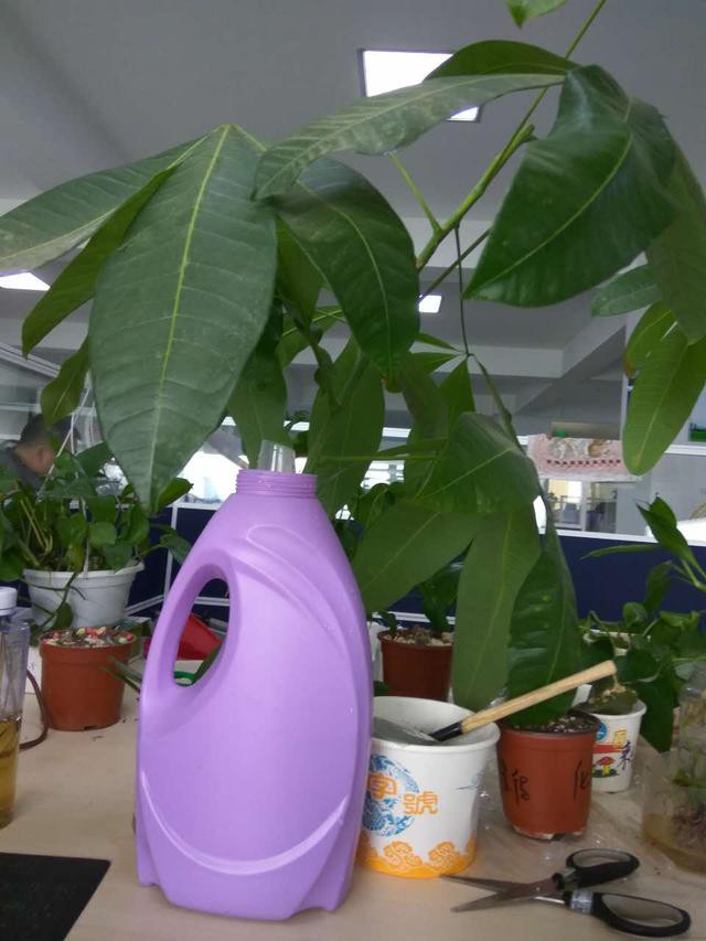 发财树枝条不要丢，水培1个月就生根