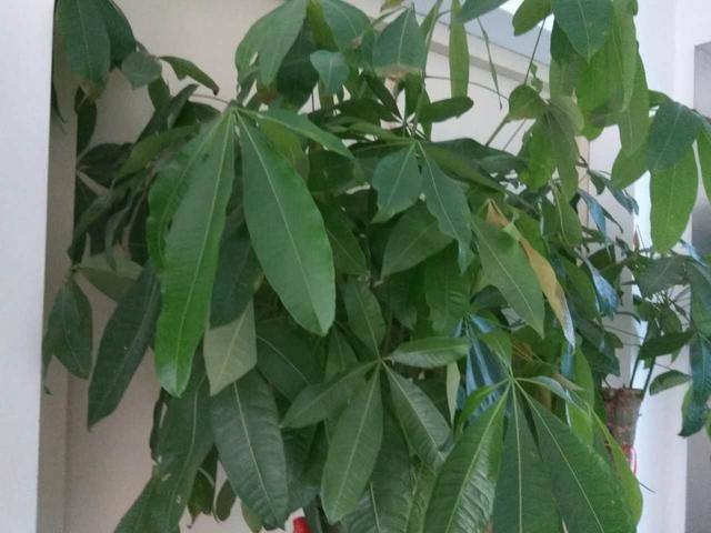 发财树枝条不要丢，水培1个月就生根