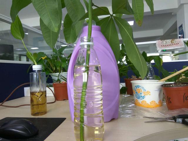 发财树枝条不要丢，水培1个月就生根