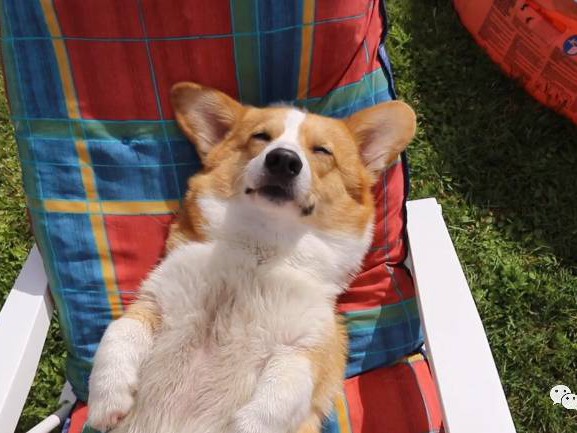 柯基狗狗做白日梦,梦到吃冰淇淋开心的舔舌头