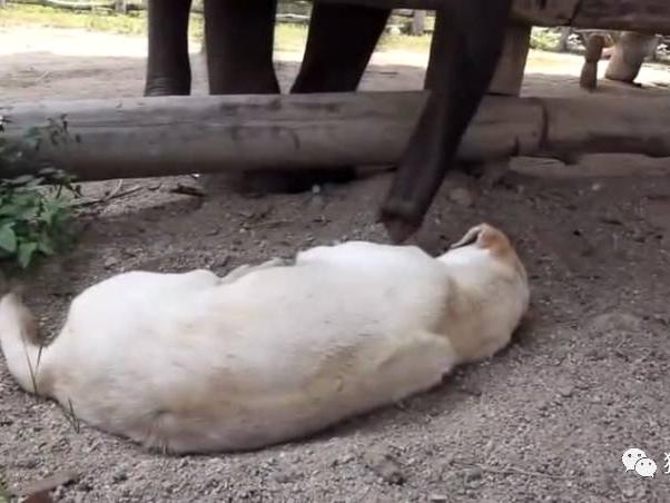 这只狗狗昨晚一定是偷牛去了,小象怎么都唤不