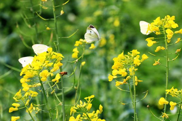 十万只蝴蝶飞来佛山渔耕粤韵文化园,形成蝶恋花美景