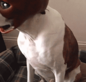 未满十八岁禁止关注搞笑gif合集二十六期