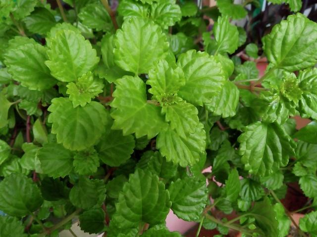 几百元也有好手机,够用就好的魅蓝5S测评!