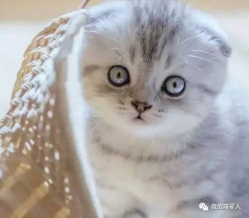 萌翻天的折耳猫,结局一定是痛苦中死去?血腥培育史意...