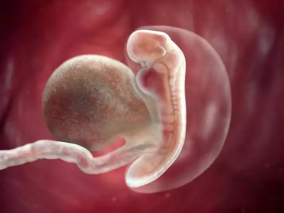 胎儿发育全程高清图,原来胎宝这样成长的|胎儿