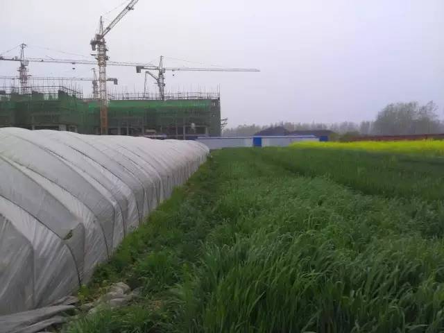 安徽利辛城关镇一村被征农田建小区,被征地老