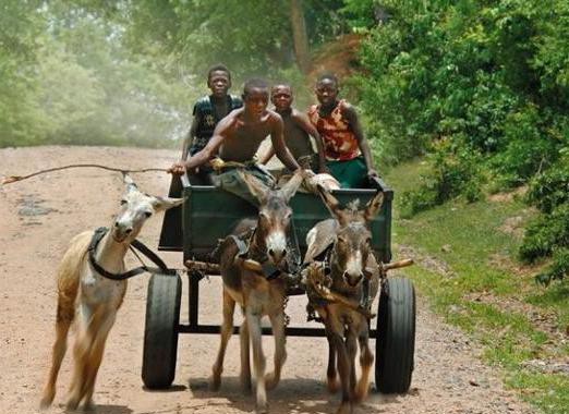 比亚迪和长城等国产品牌，在非洲摇身一变成“豪车”