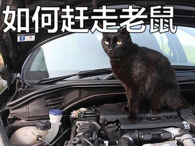 总不能说我放只猫进去吧,老鼠走了猫怎么办. 来