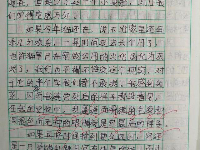 98分的小学生体育:纯a体育真《来自猫》.怀念小学水平作文图片