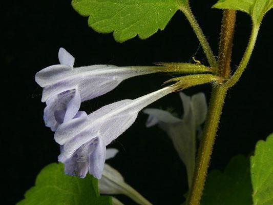 男性得了淋病,说不出的可怕,农村野草帮你. 来自