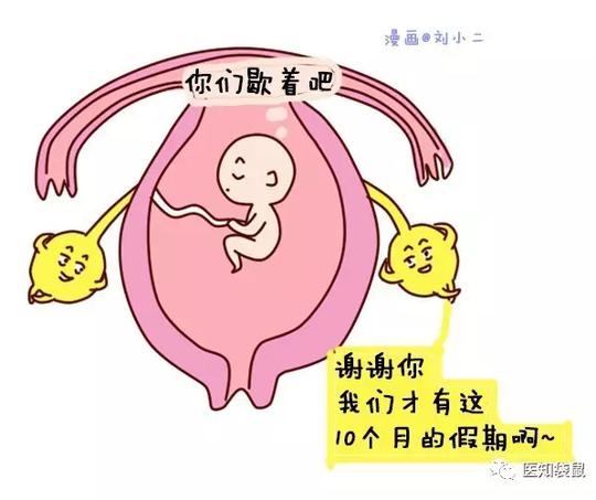 人一生能排多少卵?怎样的卵子才能让你快速怀孕