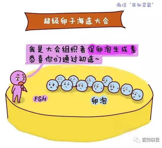 女人一生能排多少卵?怎样的卵子才能让你快速