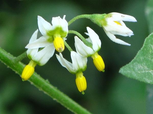 浮肿小便少,是肾的问题,不该错过儿时常吃. 来自