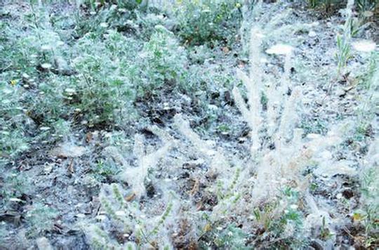 杨絮导致孕妇流产?四月杨絮飞,过敏孕妇如何保