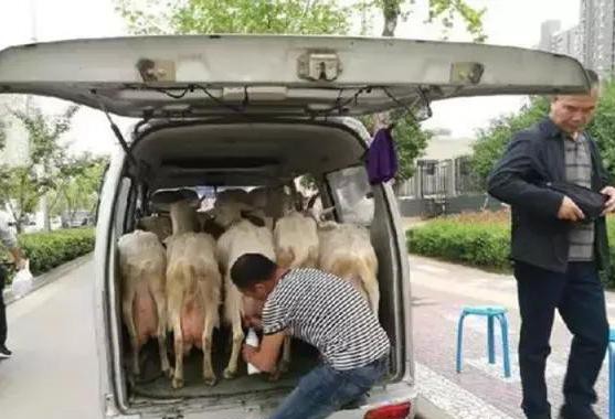 这几款不到8万的车型，月销过万，后备厢能站5头奶羊