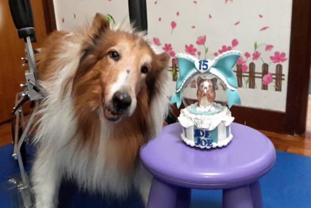 十五岁老狗晚年靠轮椅度日,主人劳累成疾不离