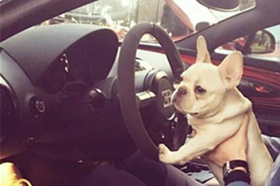 不知名土豪比王思聪任性，4000万买布加迪和狗一起坐