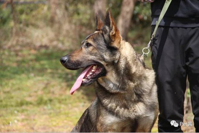 中国不是只有田园犬,很多都没听过的狗狗一样