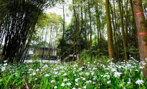 广安还有这样的地方 迷路发现的美景