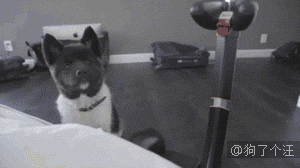 狗gif:一只狗上镜的自我修养,最后的表情亮了.