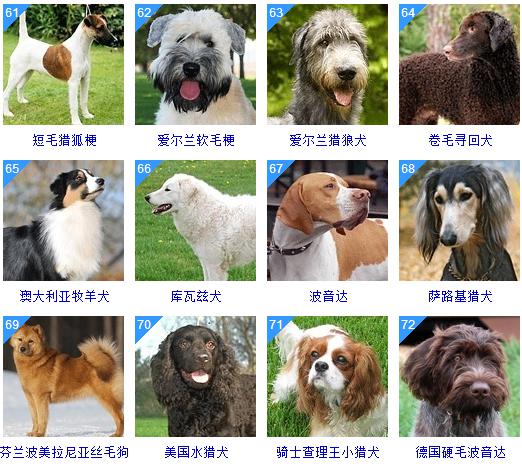 狗的智商排名大全_狗狗智商排名图片大全