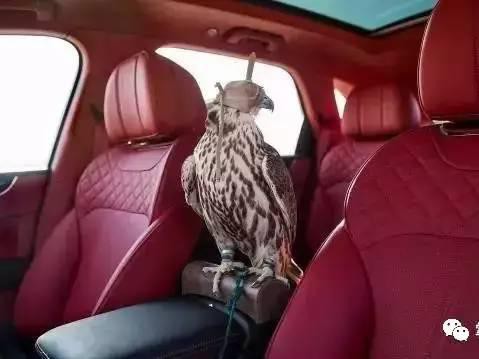 为了伺候好中东土豪的鸟 宾利添越推出了“动物版”