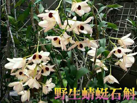 20大野生石斛排行榜!