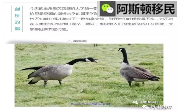 鹅王什么成语_成语故事简笔画(3)