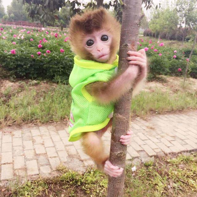 世界上最可爱的猴子——日本袖珍石猴