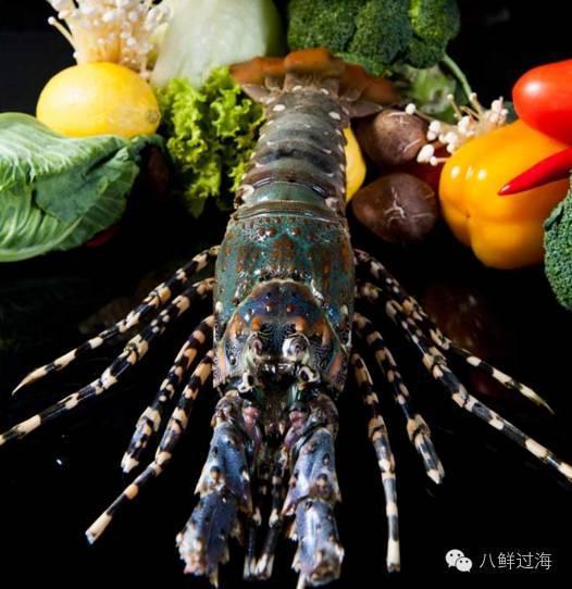 锦绣龙虾，曾经的中国龙虾之王！如今你在哪里？
