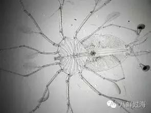 锦绣龙虾，曾经的中国龙虾之王！如今你在哪里？