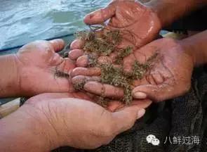锦绣龙虾，曾经的中国龙虾之王！如今你在哪里？